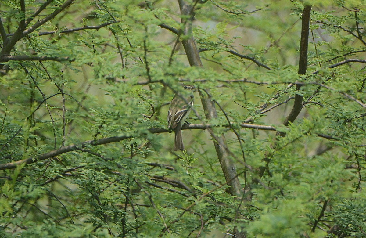 Least Flycatcher - Douglas Hall