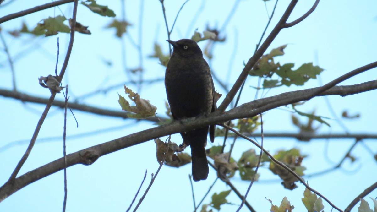 Rusty Blackbird - ML157063071