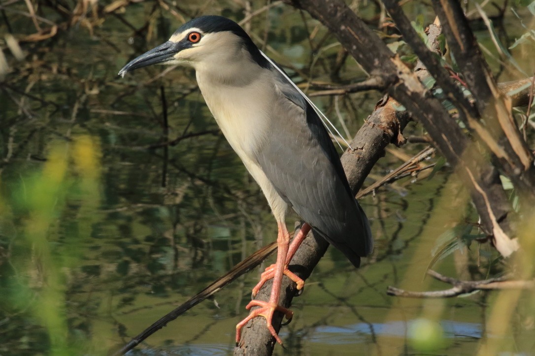 Black-crowned Night Heron - ML157063091