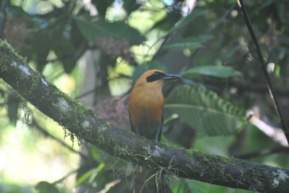 Rufous Motmot - ML157063121