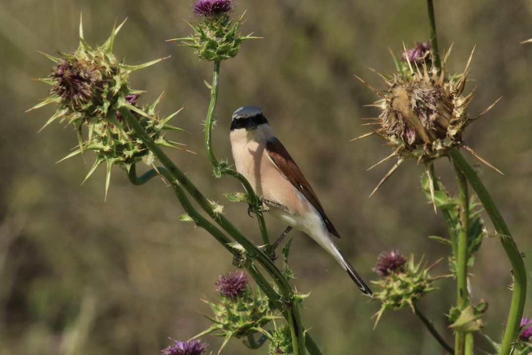 Red-backed Shrike - ML157063611