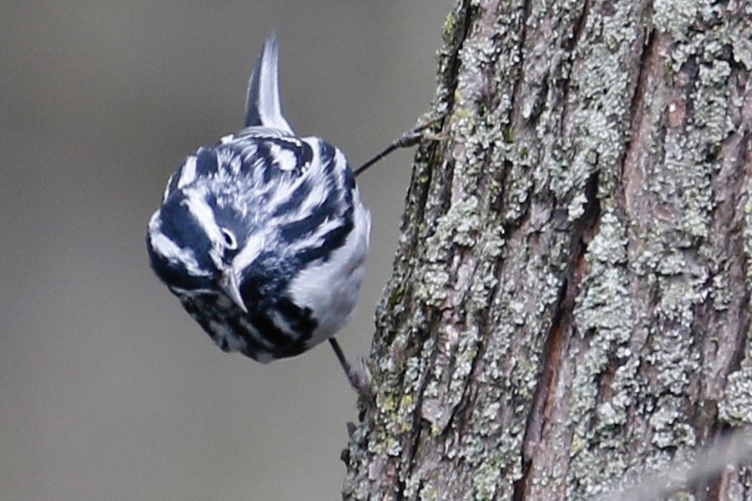 Black-and-white Warbler - Jeffrey Boland