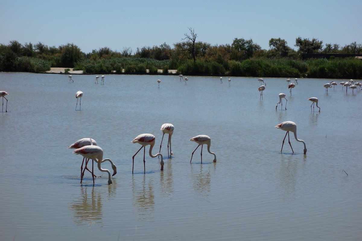 Greater Flamingo - ML157064111