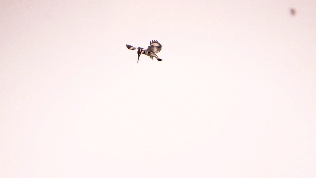 Pied Kingfisher - ML157064631