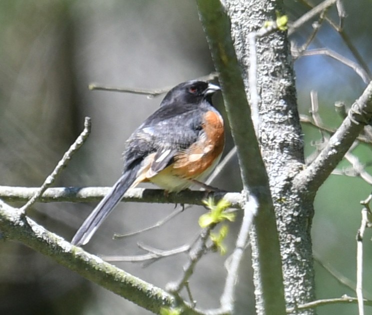 Eastern Towhee - ML157065261