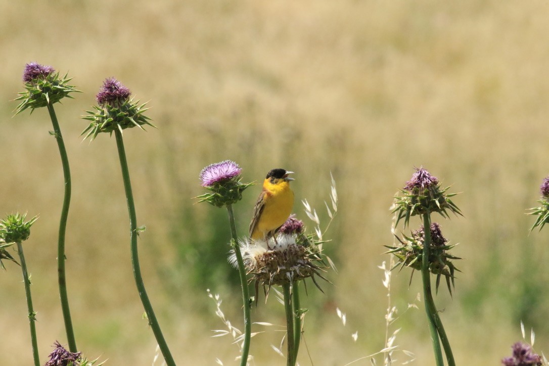 Black-headed Bunting - ML157065411