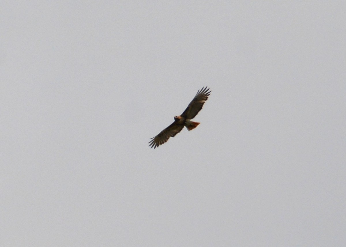 Red-tailed Hawk - ML157065441