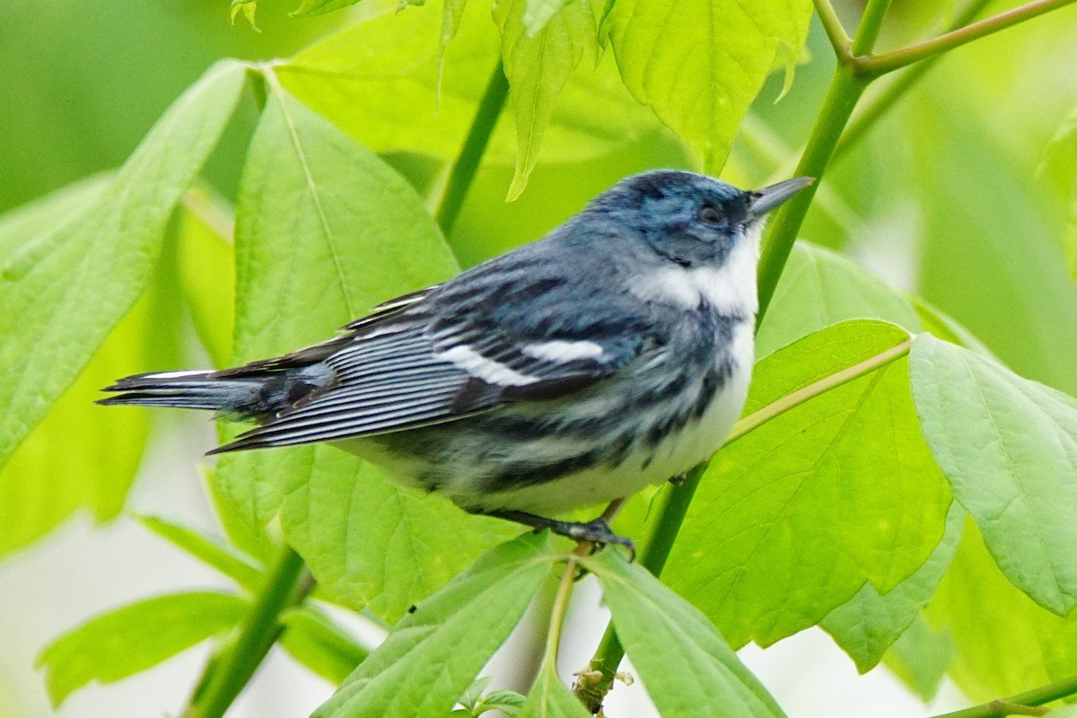 Cerulean Warbler - Dennis Mersky