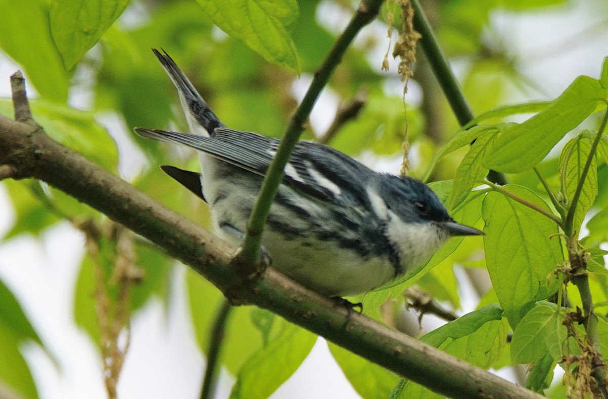 Cerulean Warbler - Dennis Mersky