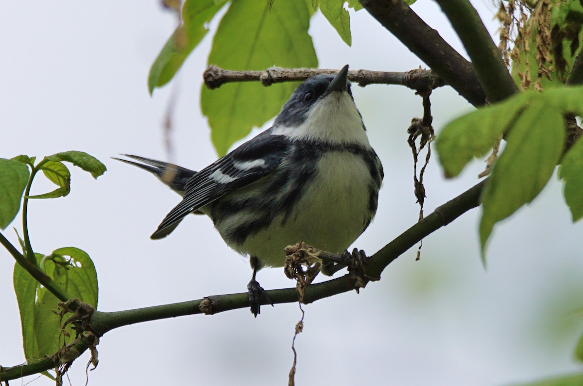 Cerulean Warbler - Dennis Mersky