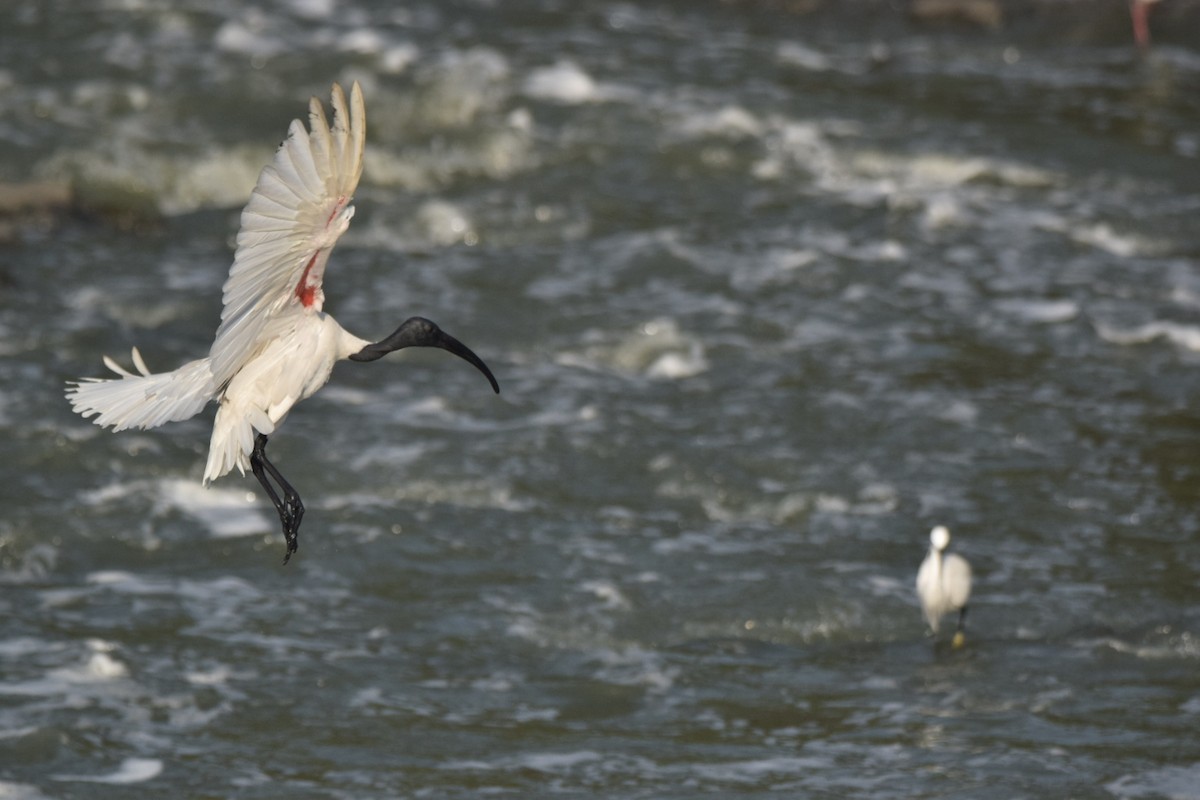 ibis černohlavý - ML157066981