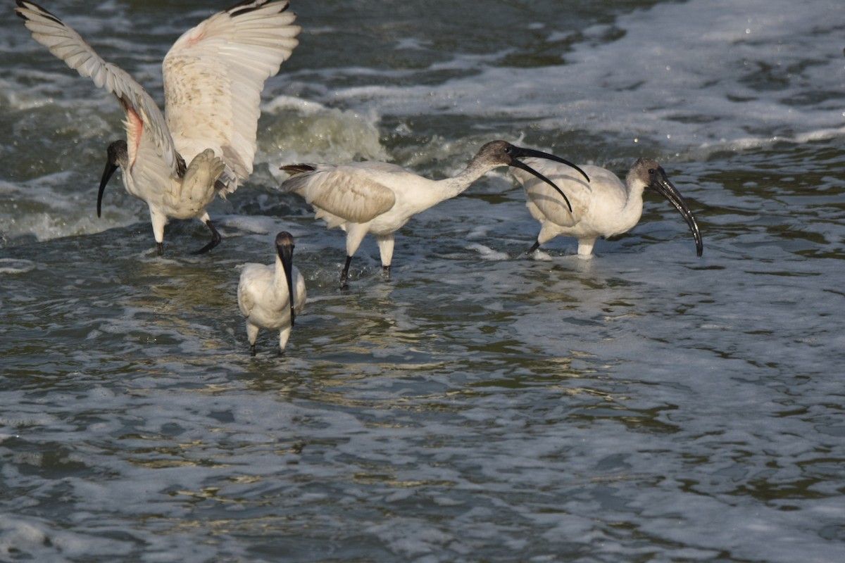 Ibis à tête noire - ML157067011