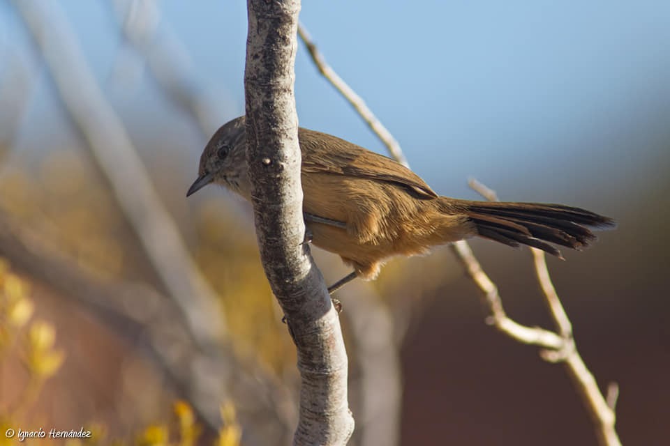 Canastero Patagón - ML157067041