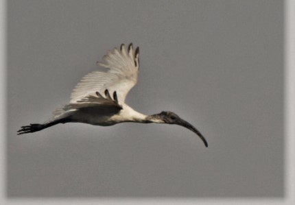 ibis černohlavý - ML157067131