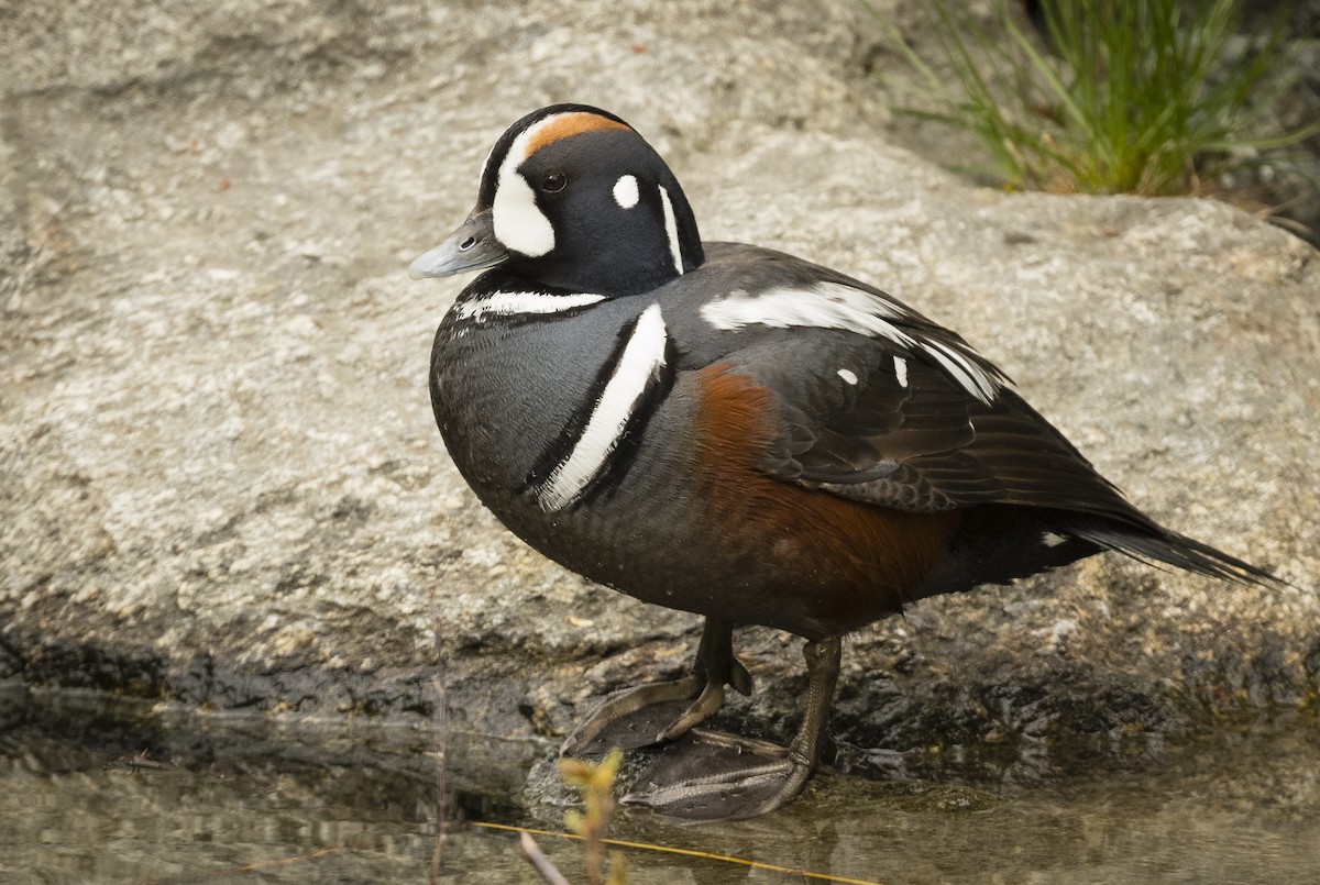 Harlequin Duck - Ian Routley