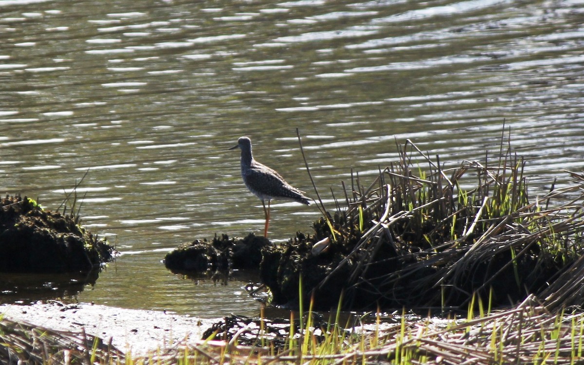 Greater Yellowlegs - Anonymous