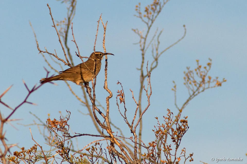 Scale-throated Earthcreeper - ML157067741