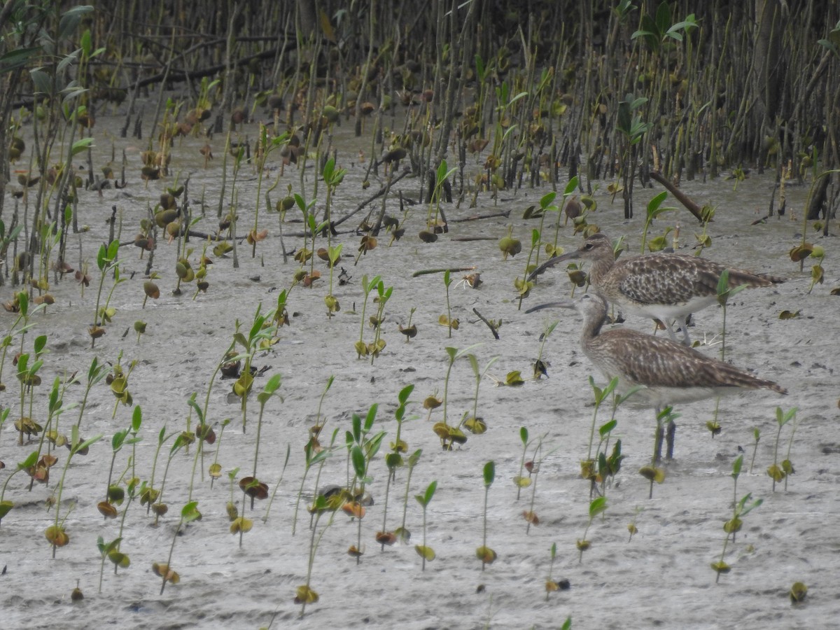 Whimbrel - ML157069301