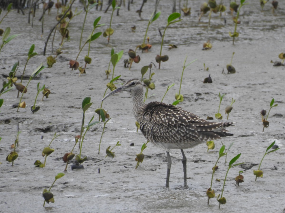 Regenbrachvogel - ML157069341