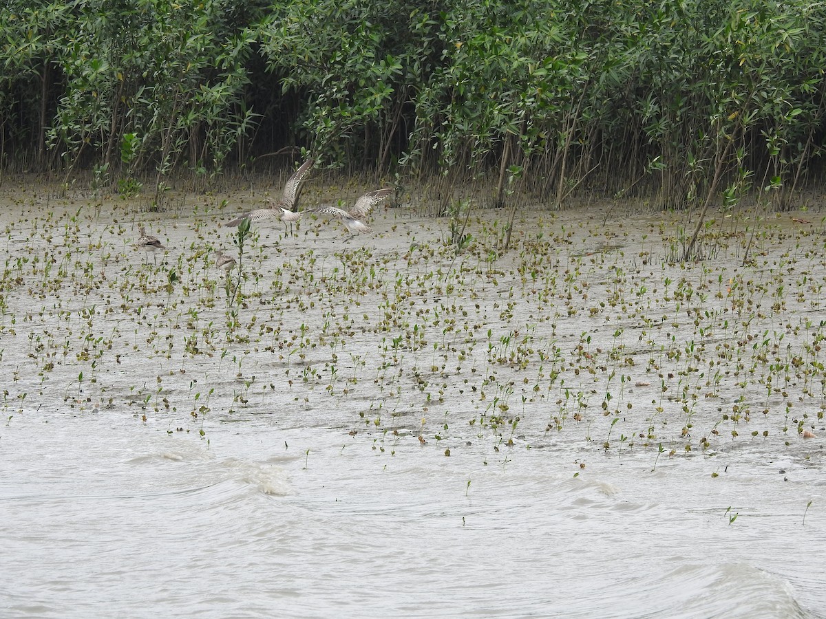 Whimbrel - ML157071321