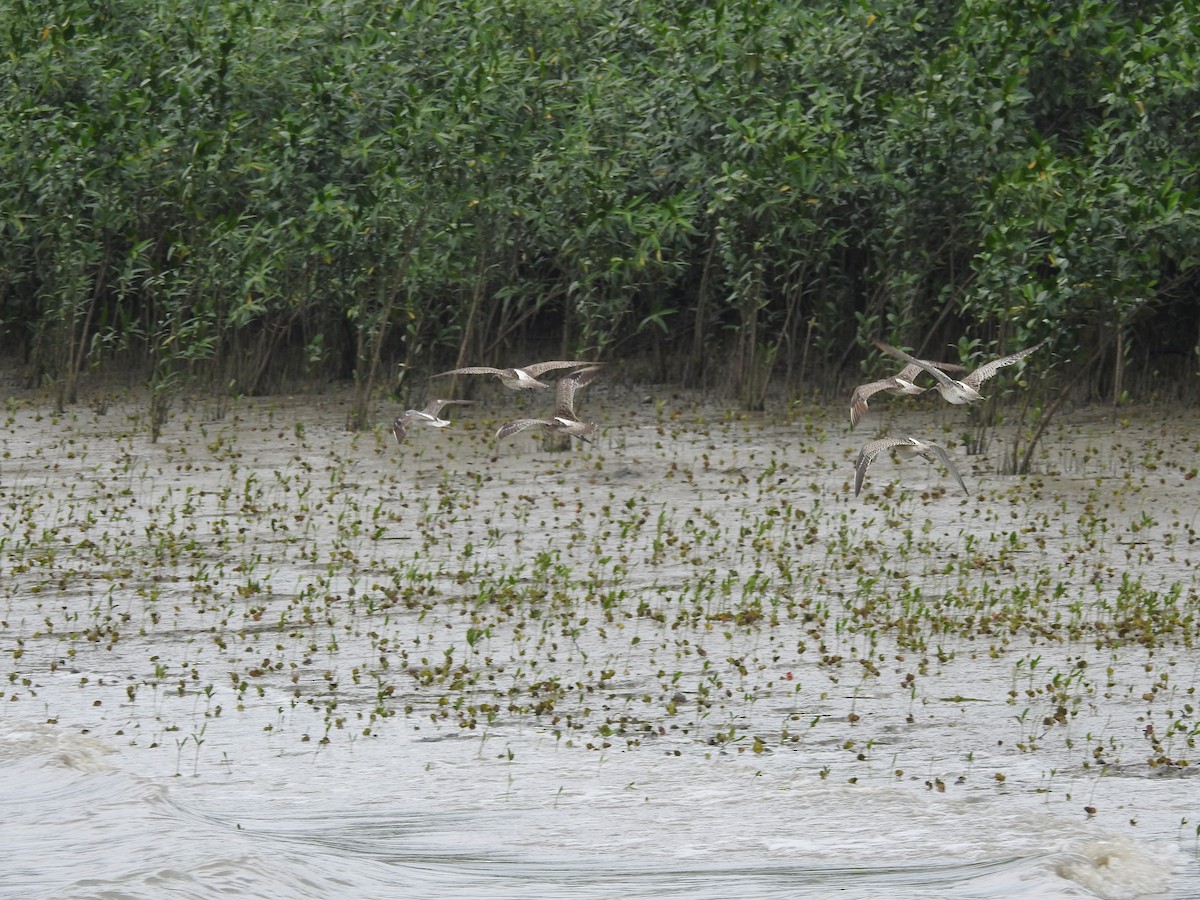 Whimbrel - ML157071371