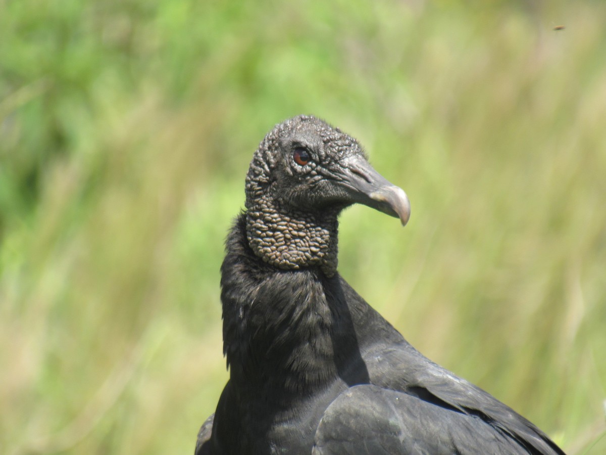 Black Vulture - ML157075491