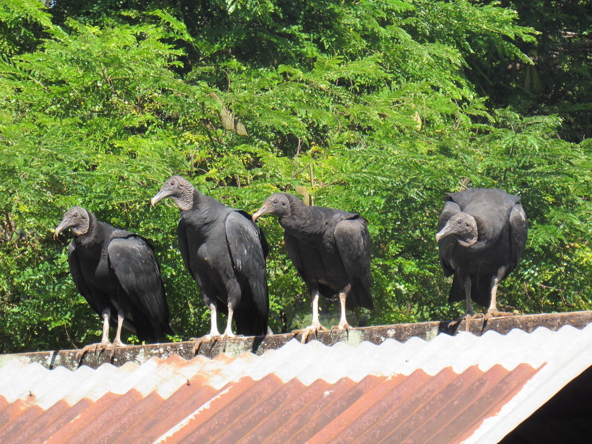 Black Vulture - ML157075581