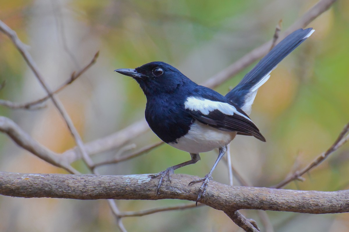Madagascar Magpie-Robin - ML157075621