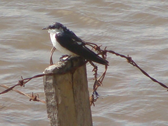 White-winged Swallow - ML157076851