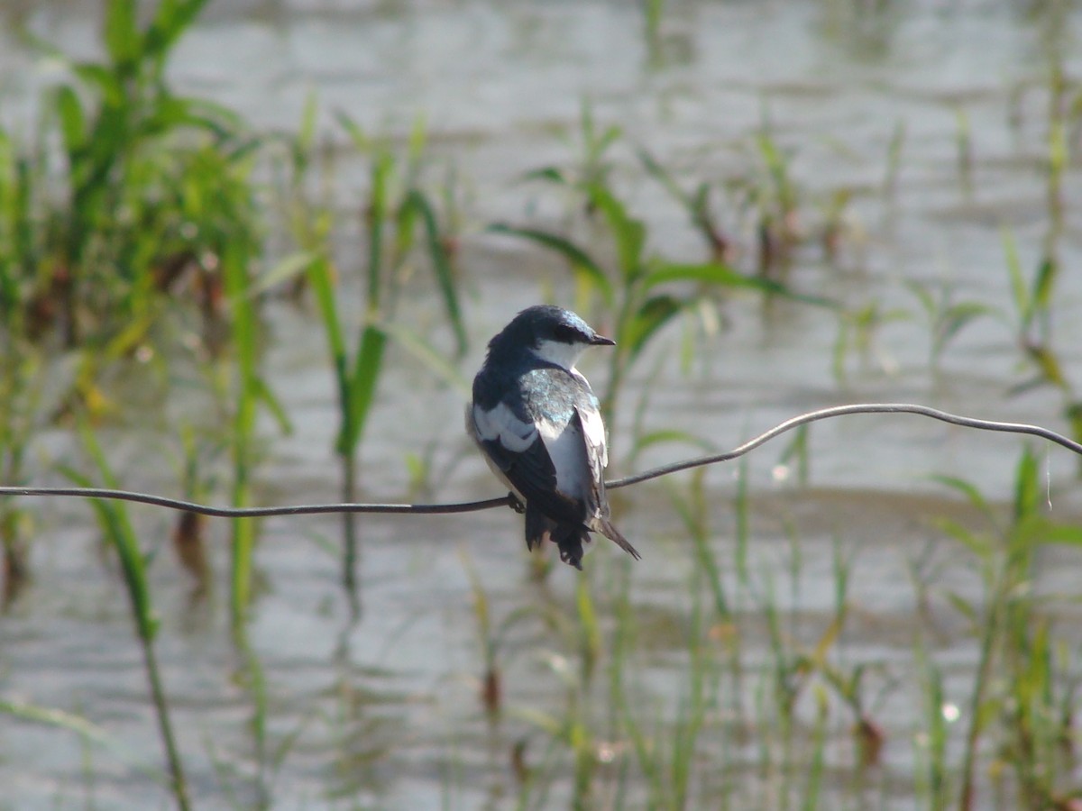 White-winged Swallow - ML157076941