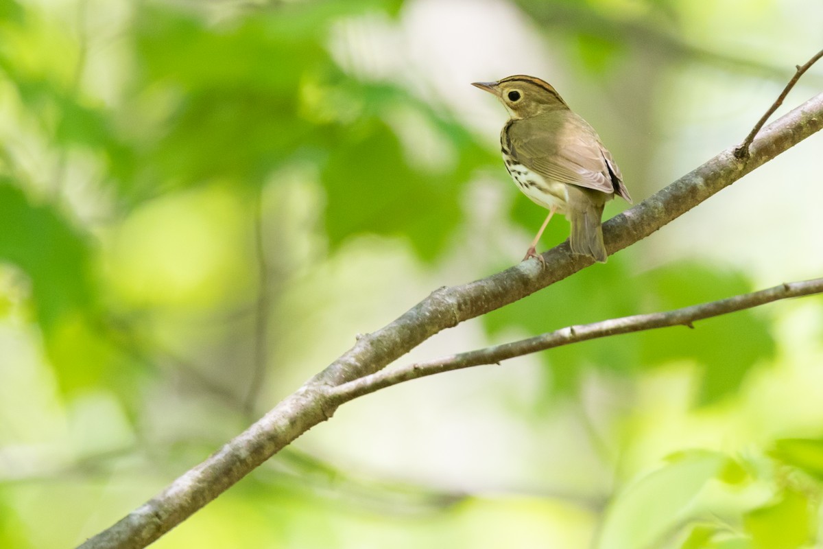 Ovenbird - Brad Imhoff