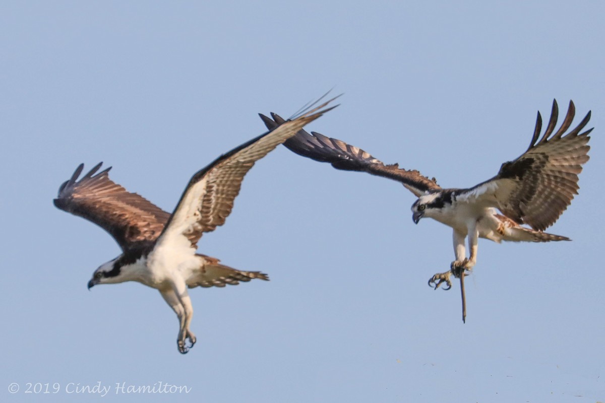 Osprey - Cindy Hamilton