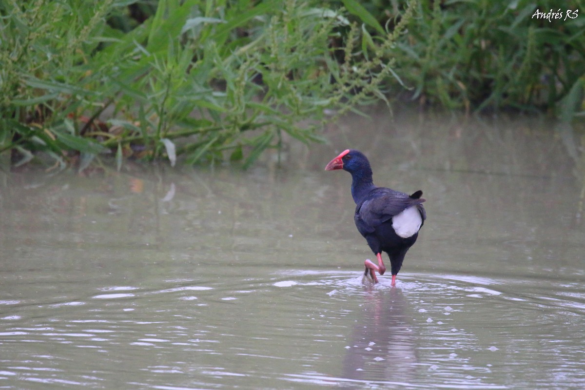 Western Swamphen - Andrés  Rojas Sánchez