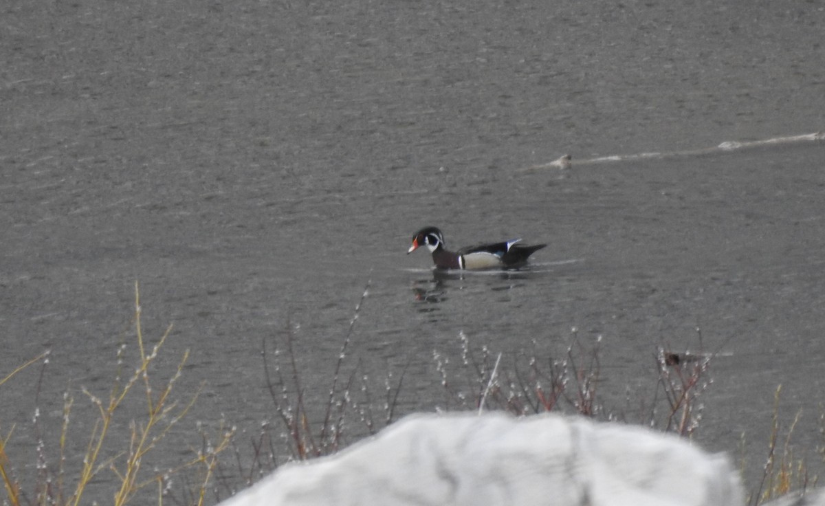 Wood Duck - ML157083131