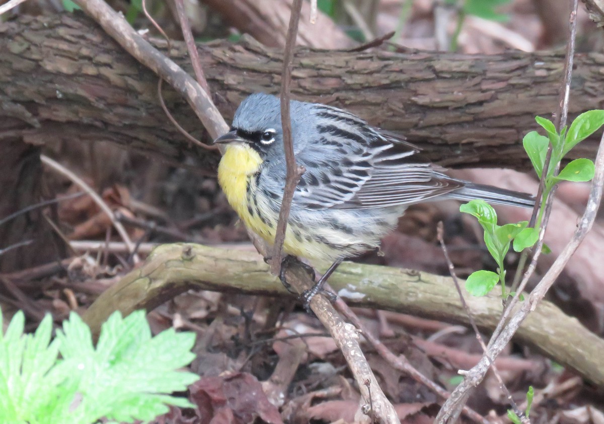 Kirtland's Warbler - ML157084301