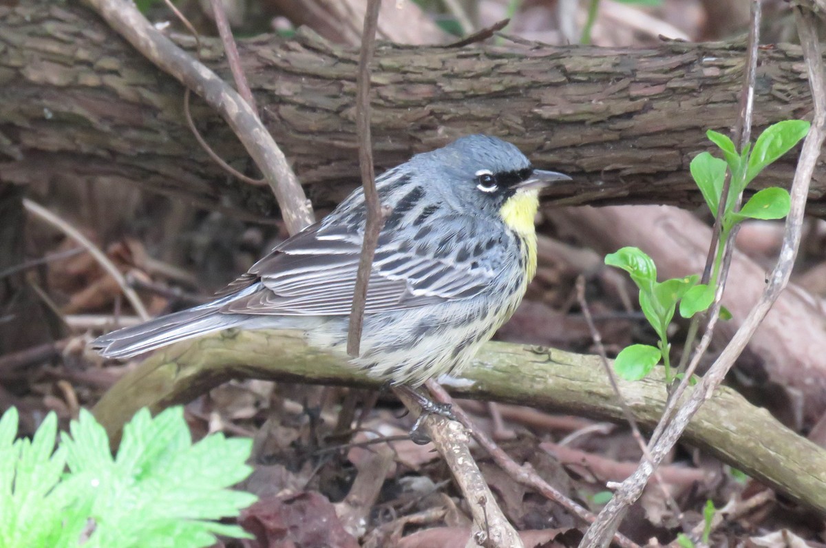 Kirtland's Warbler - ML157084311