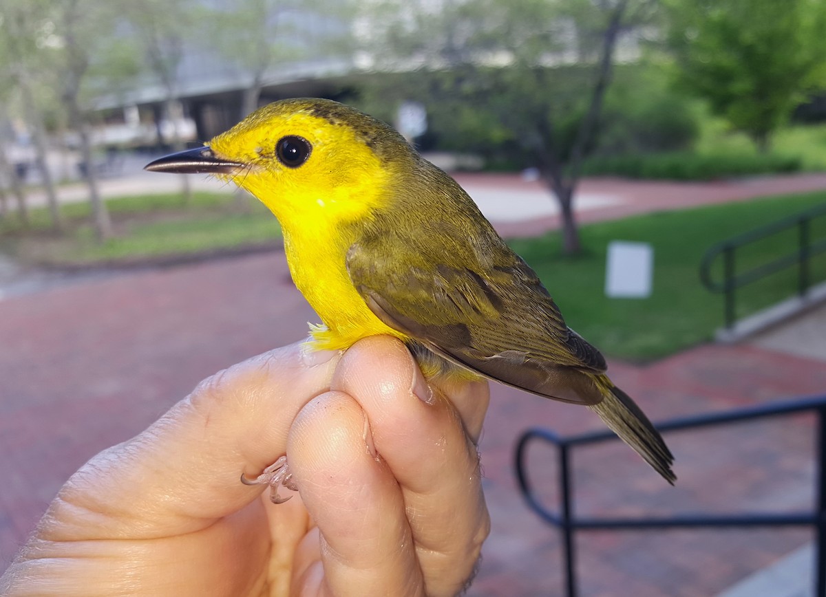 Paruline à capuchon - ML157084351