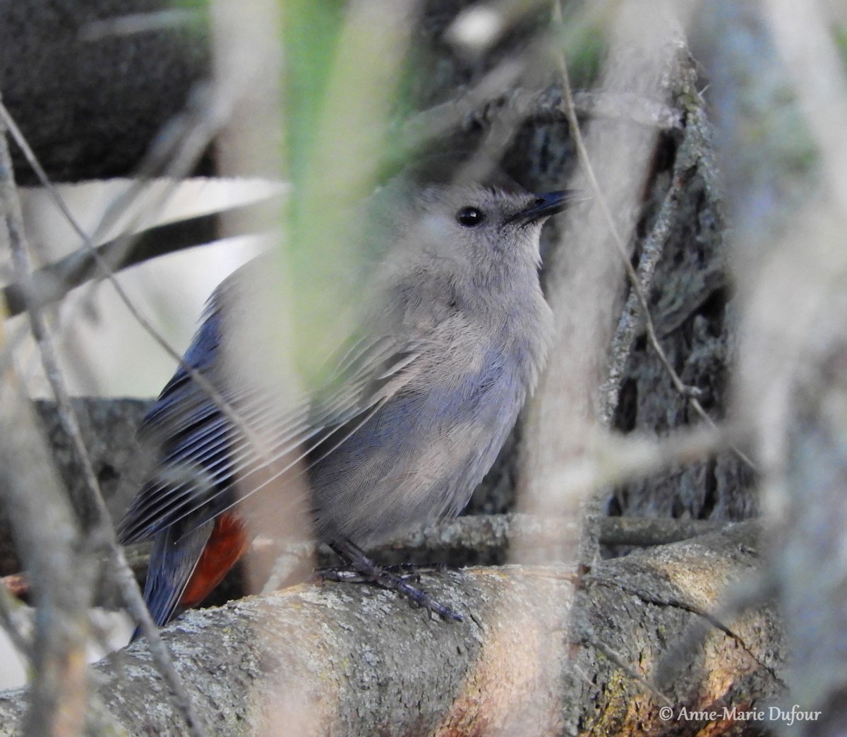 Gray Catbird - Anne-Marie Dufour