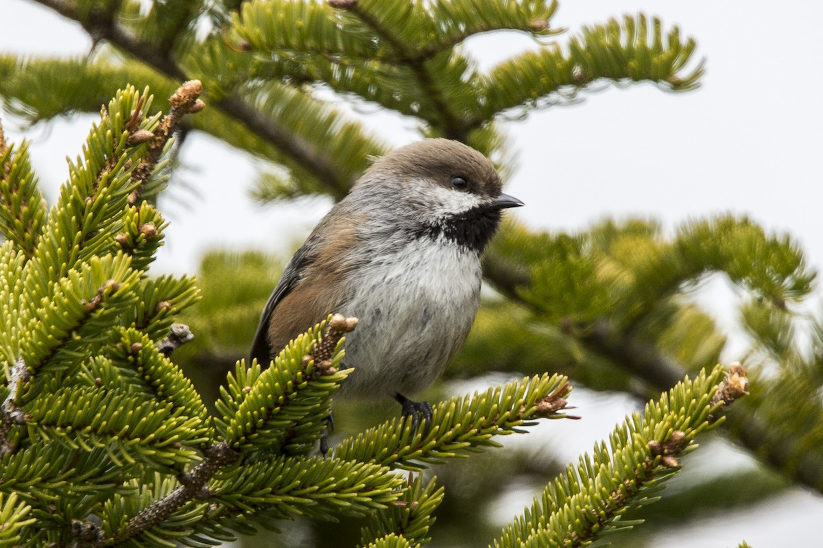 Boreal Chickadee - ML157086511