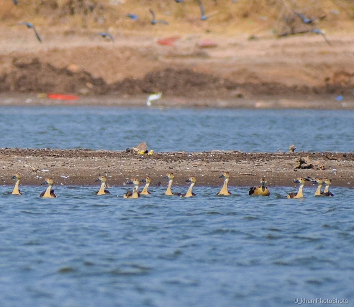 Lesser Whistling-Duck - ML157086591