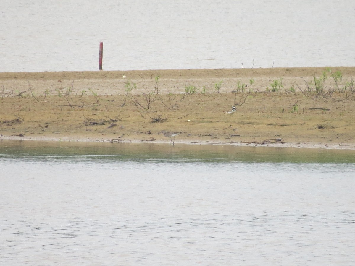 Willet - ML157088551
