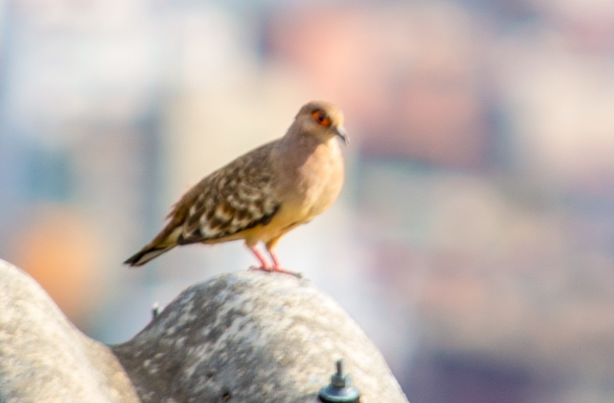 Bare-faced Ground Dove - VICTOR HUGO Achá Garcia