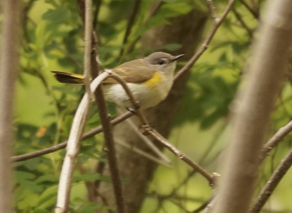 American Redstart - ML157092561
