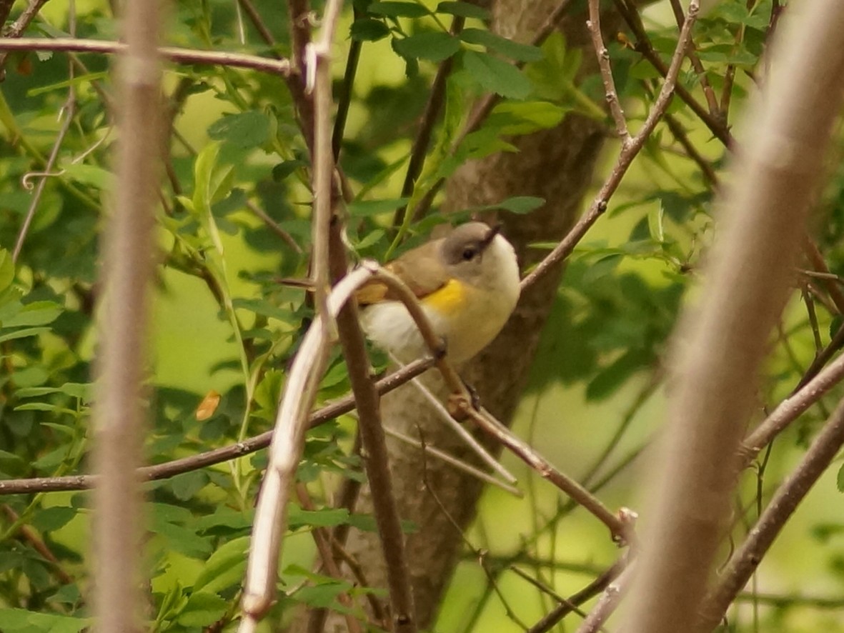American Redstart - ML157092611
