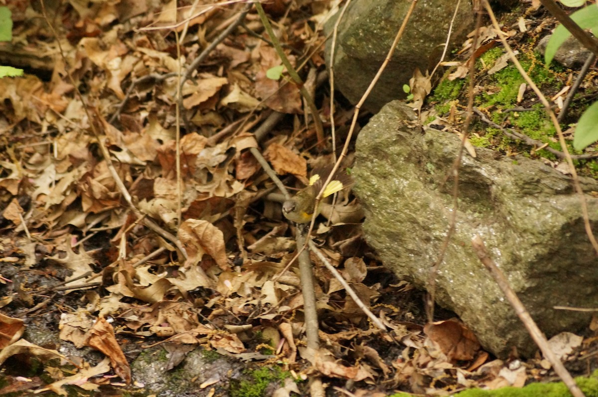 American Redstart - ML157092721