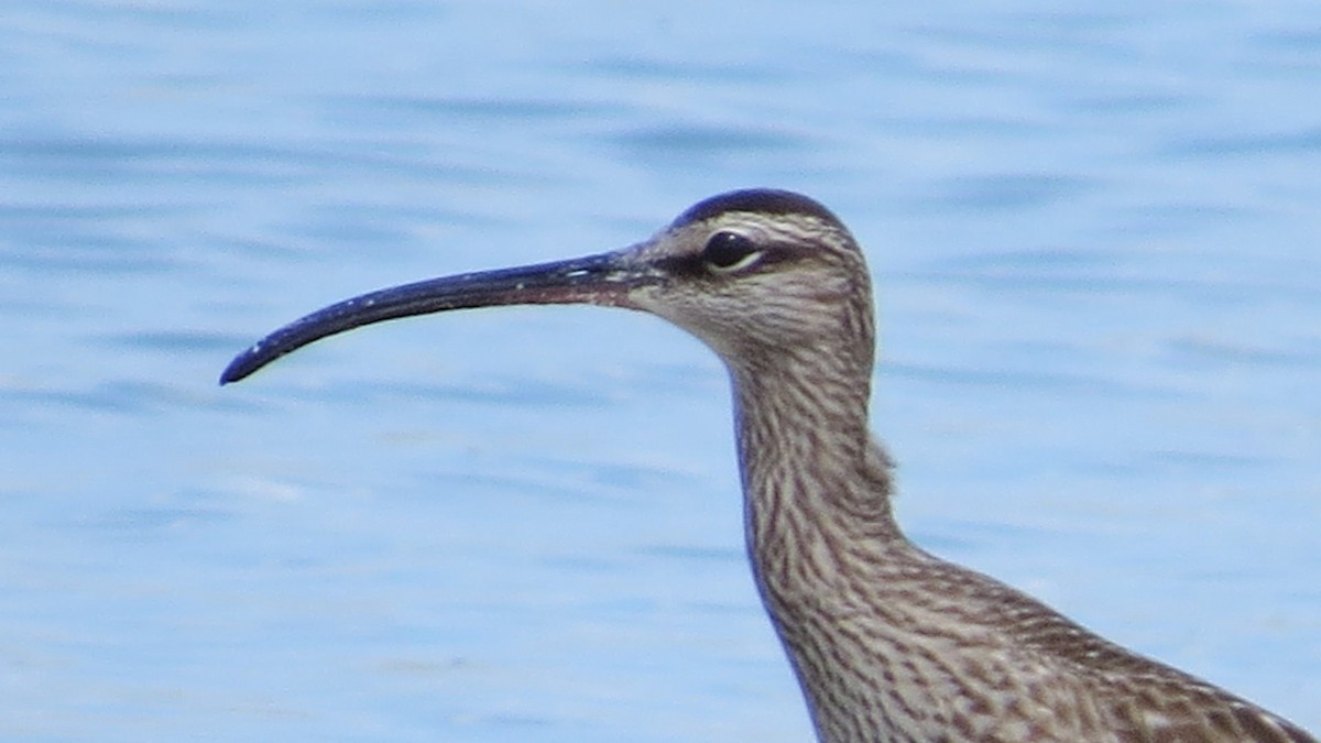 Whimbrel - ML157093511