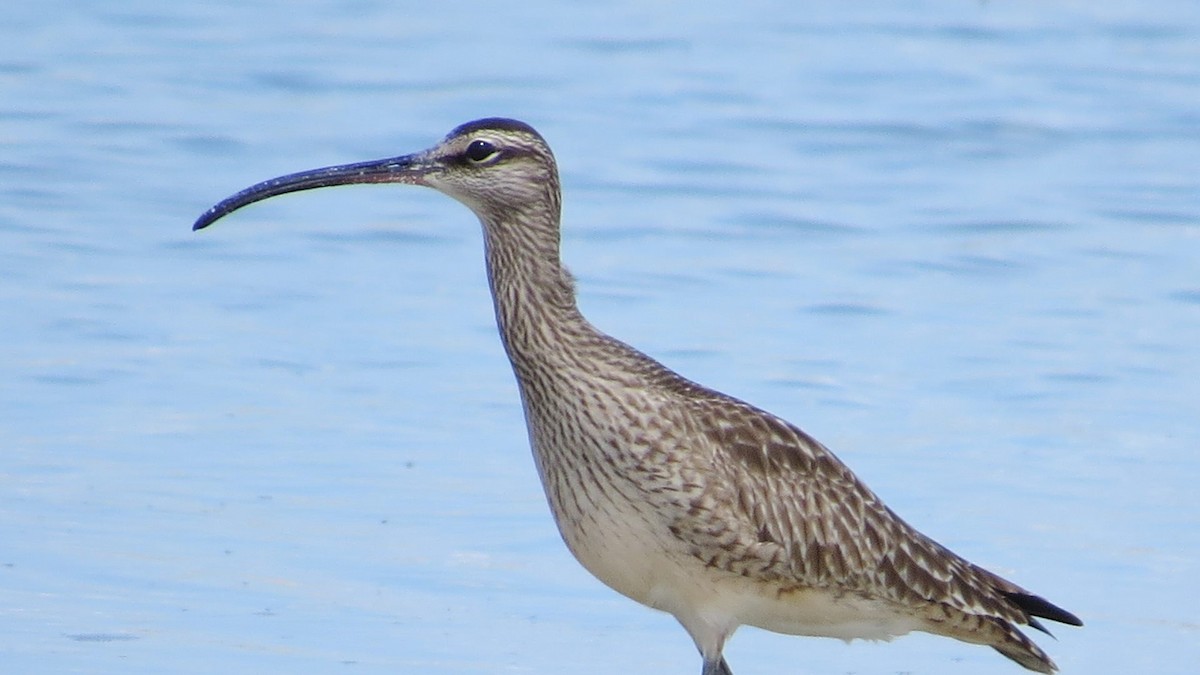 Whimbrel - ML157093541