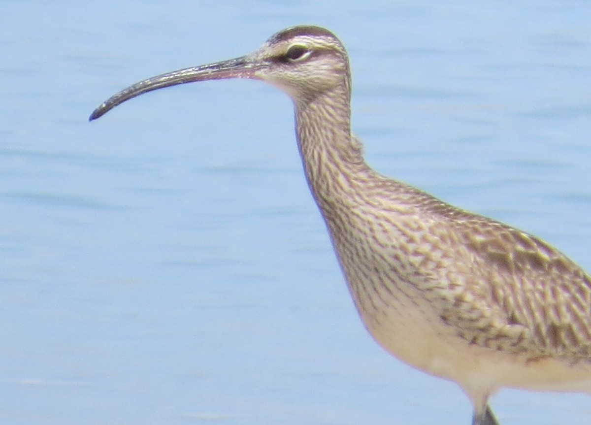 Whimbrel - ML157093611