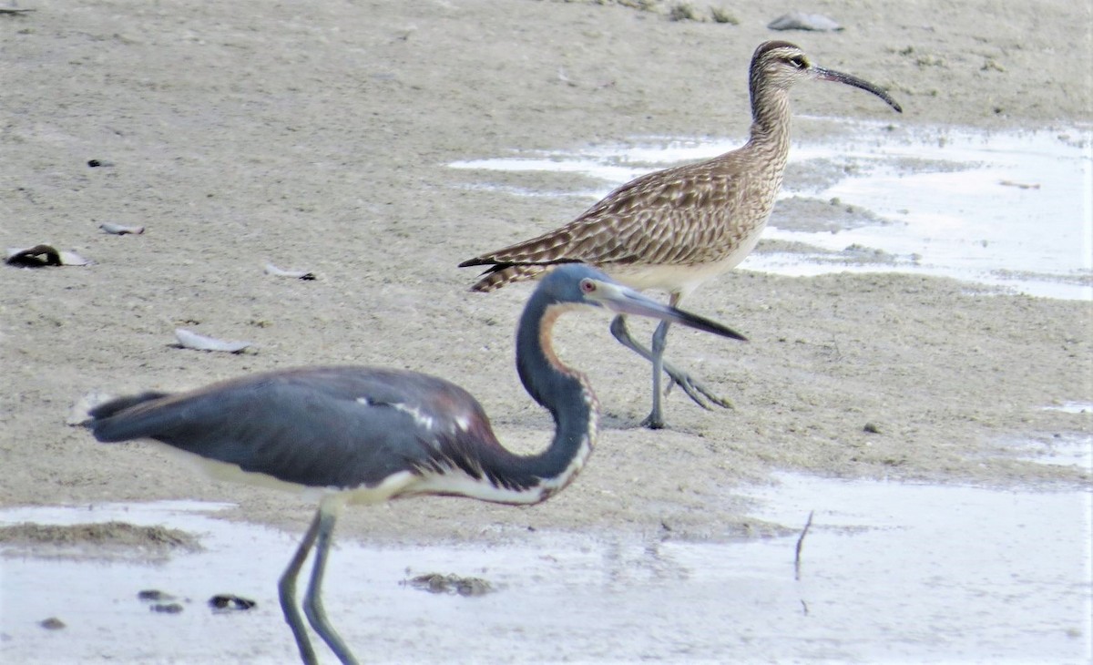 Tricolored Heron - ML157093831