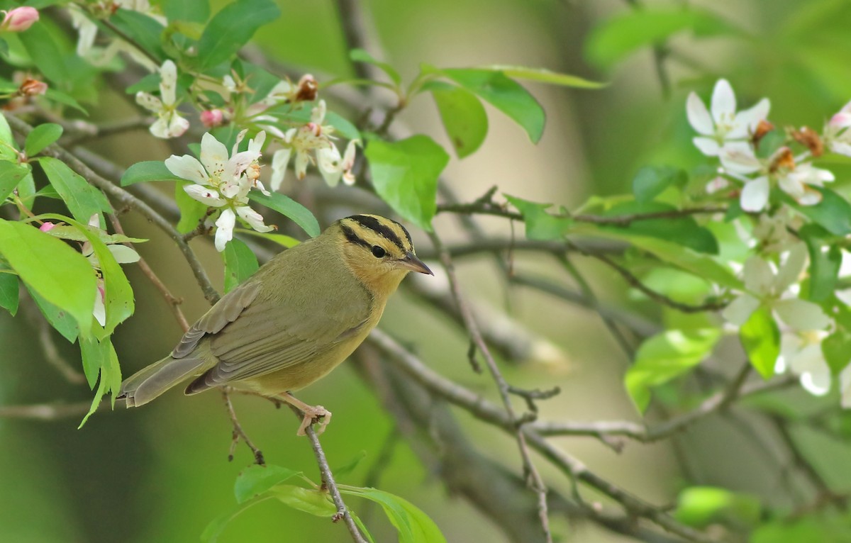 Worm-eating Warbler - Jeremiah Trimble